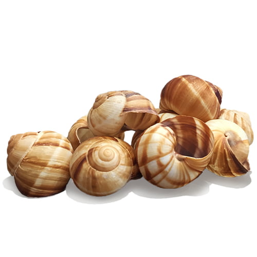 Gusci Sterilizzati Di Lumache HELIX Tipo Grande